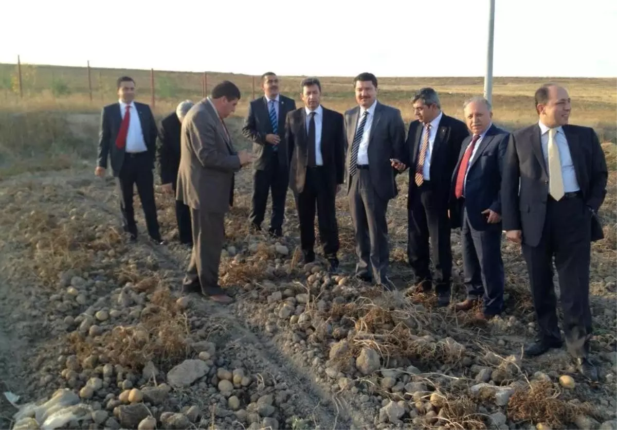 Patateste Çözüm İçin Kollar Sıvandı