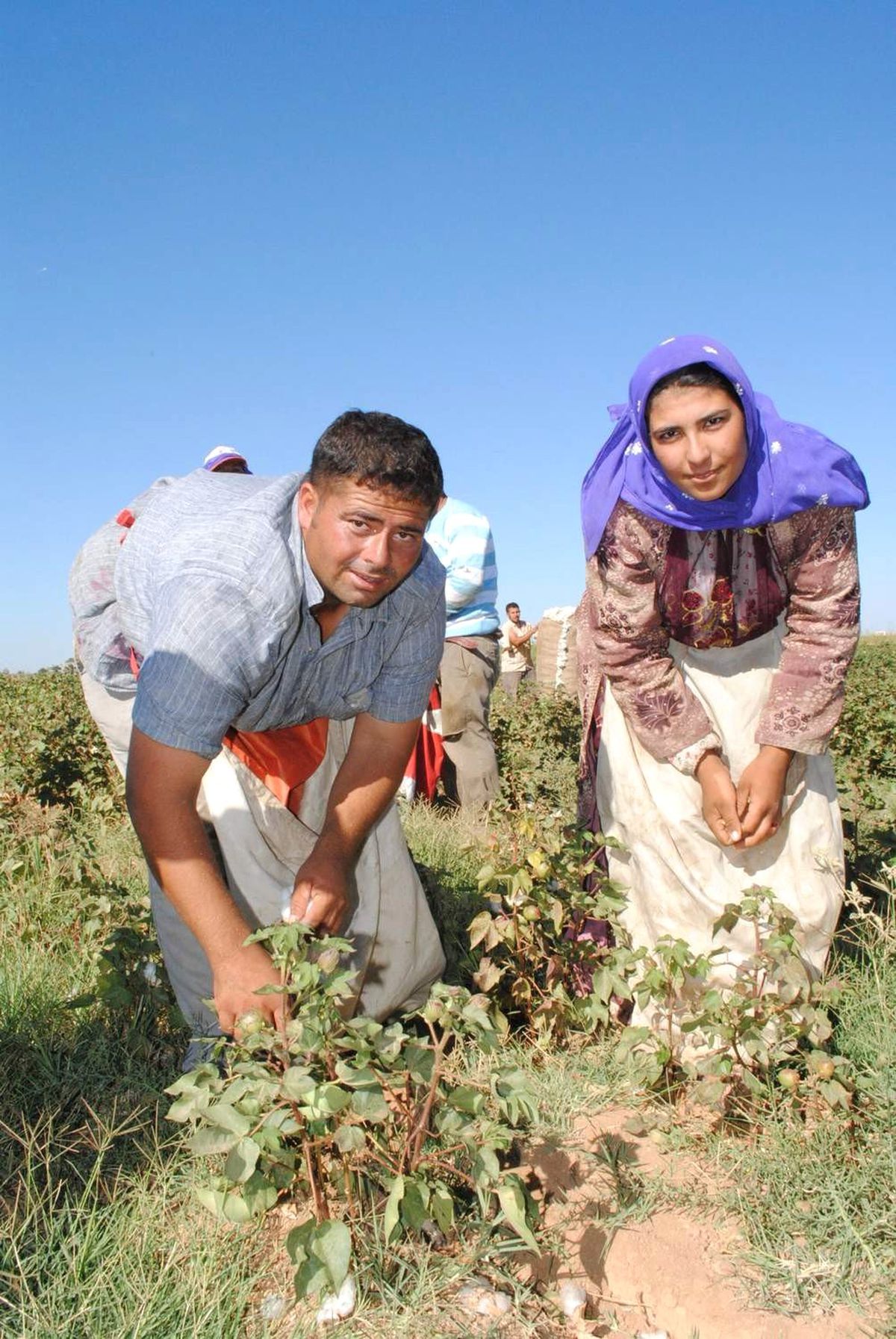 Şanlıurfa Çiftçisi Pamuktan Vazgeçmiyor