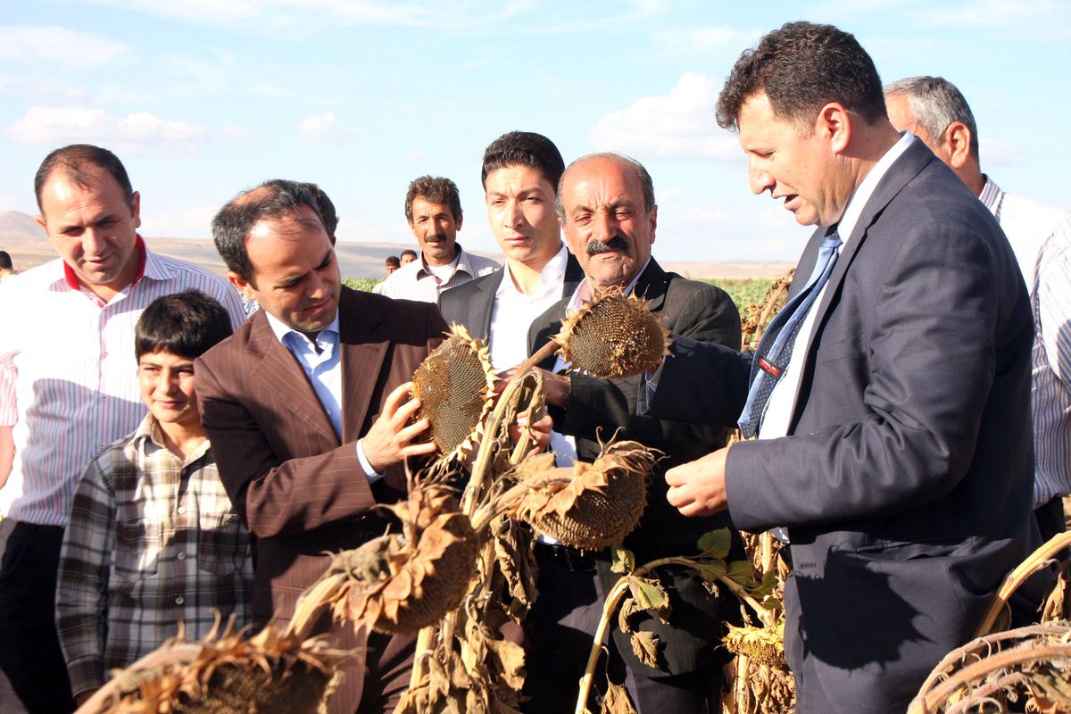 Ahlat Ayçiçeği Yetiştiriciliğinde Trakya\'ya Rakip