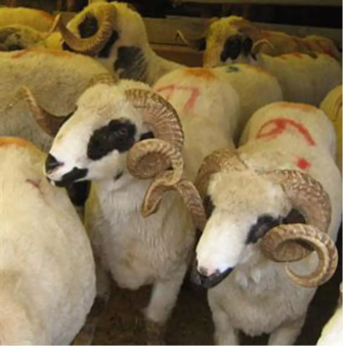 Kurban Bayramı Tatili Uzadı