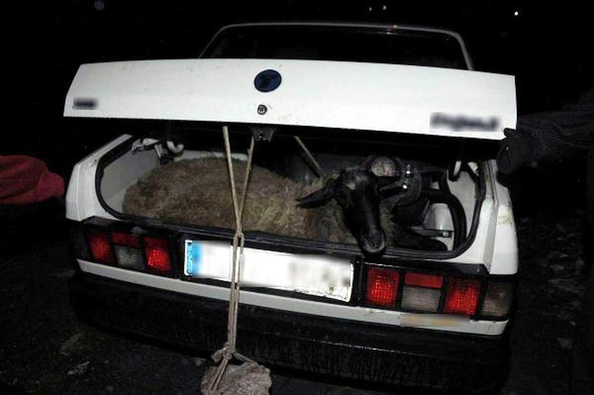 Çaldıkları Koyunları Otomobille Taşıdılar