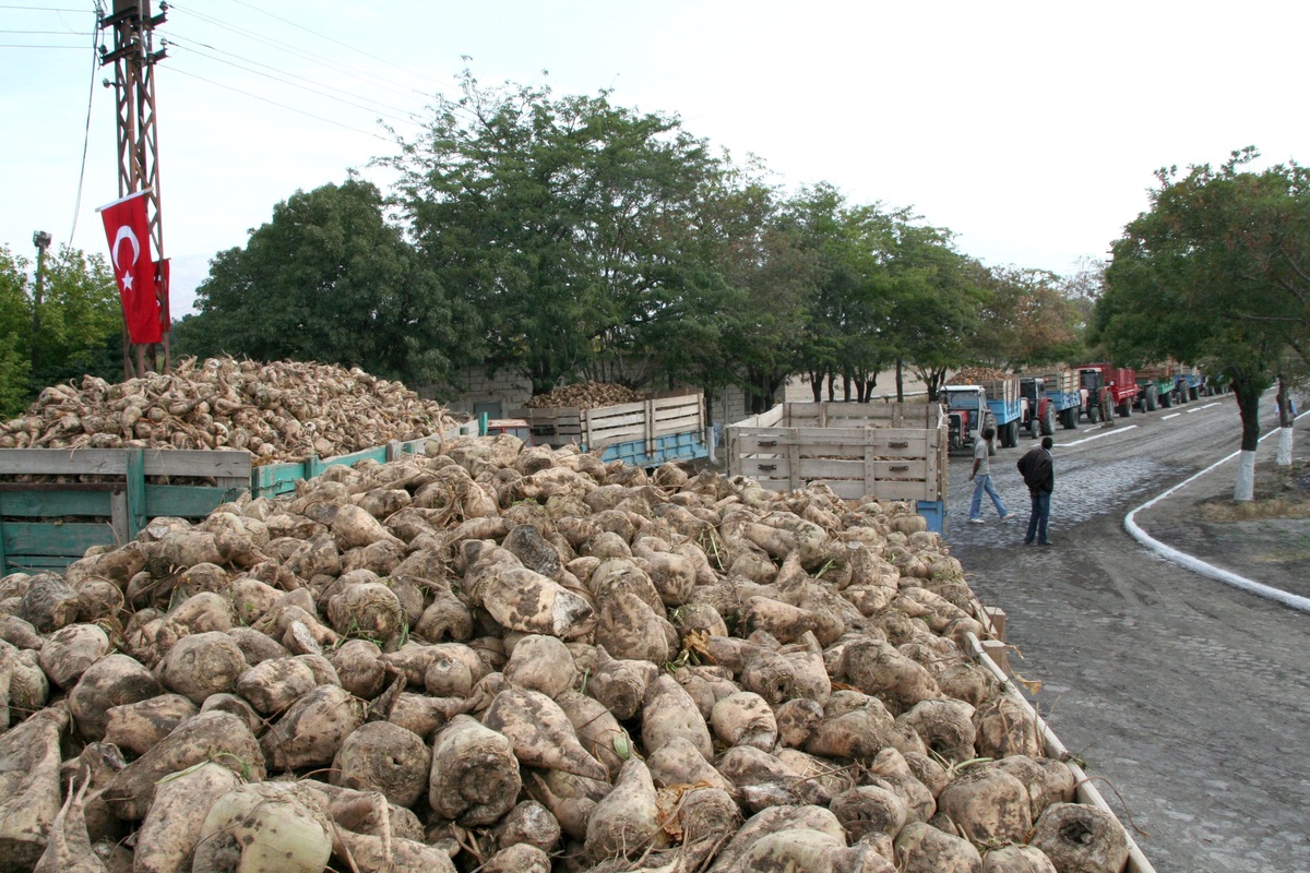 Elazığ Şeker Fabrikası\'nda Şeker Pancarı Alım Töreni