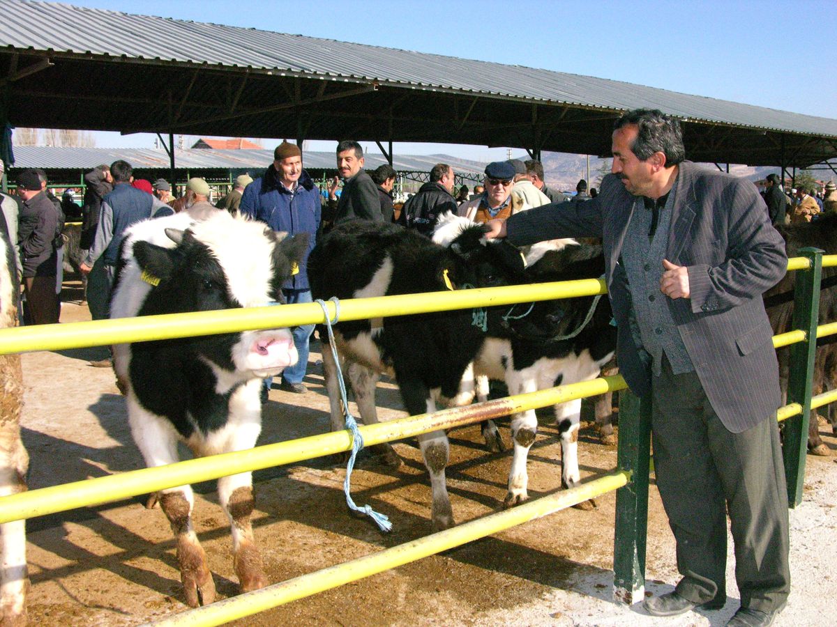 Isparta\'da Canlı Hayvan Pazarı Açıldı