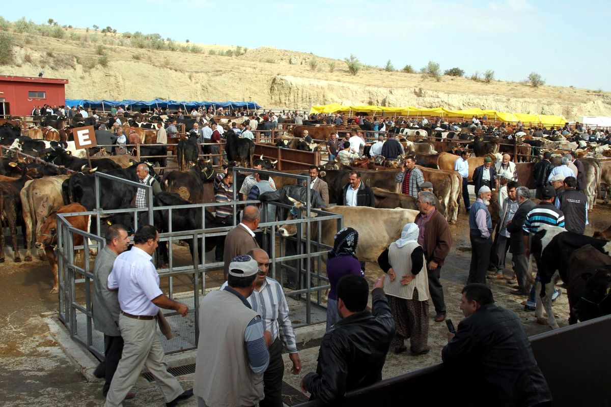 Nevşehir Hayvan Pazarı\'nda Hareketlilik Başladı