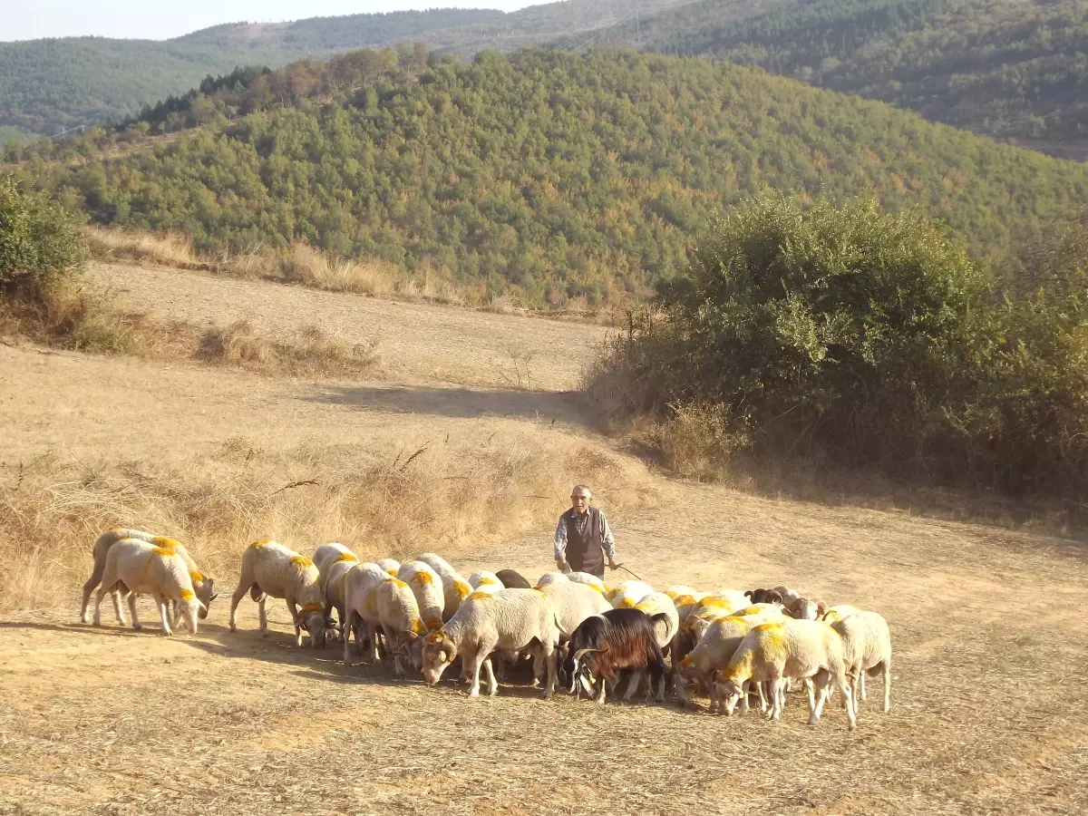 60 Yıldır Kurbanlık Satıyor
