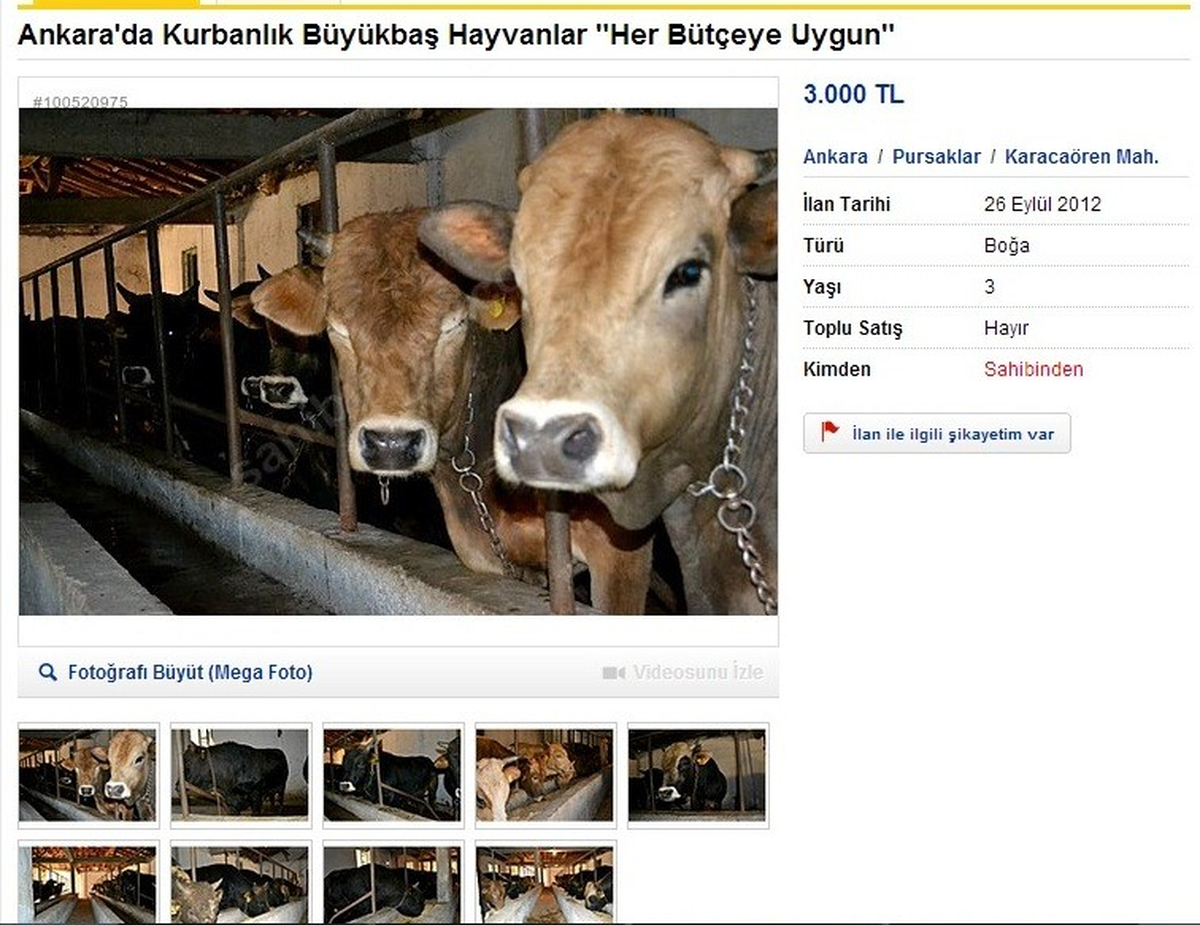 Kurbanlık Satışları İnternete Düştü