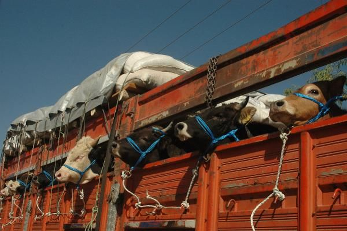 Muş\'tan Kurbanlık Sevkıyatı Başladı