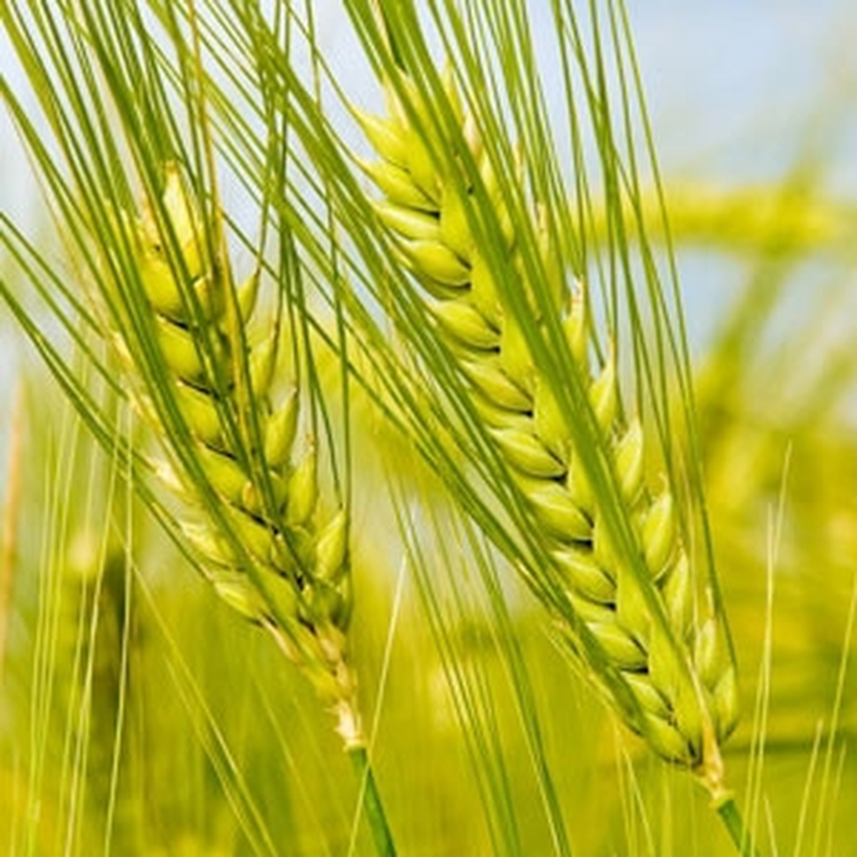 Tmo Buğday Piyasalarının İstikrarı İçin İç Piyasaya Ürün Arz Edecek