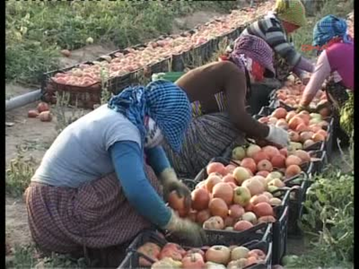Bitlis\'te Domates Üreticisi Mutlu