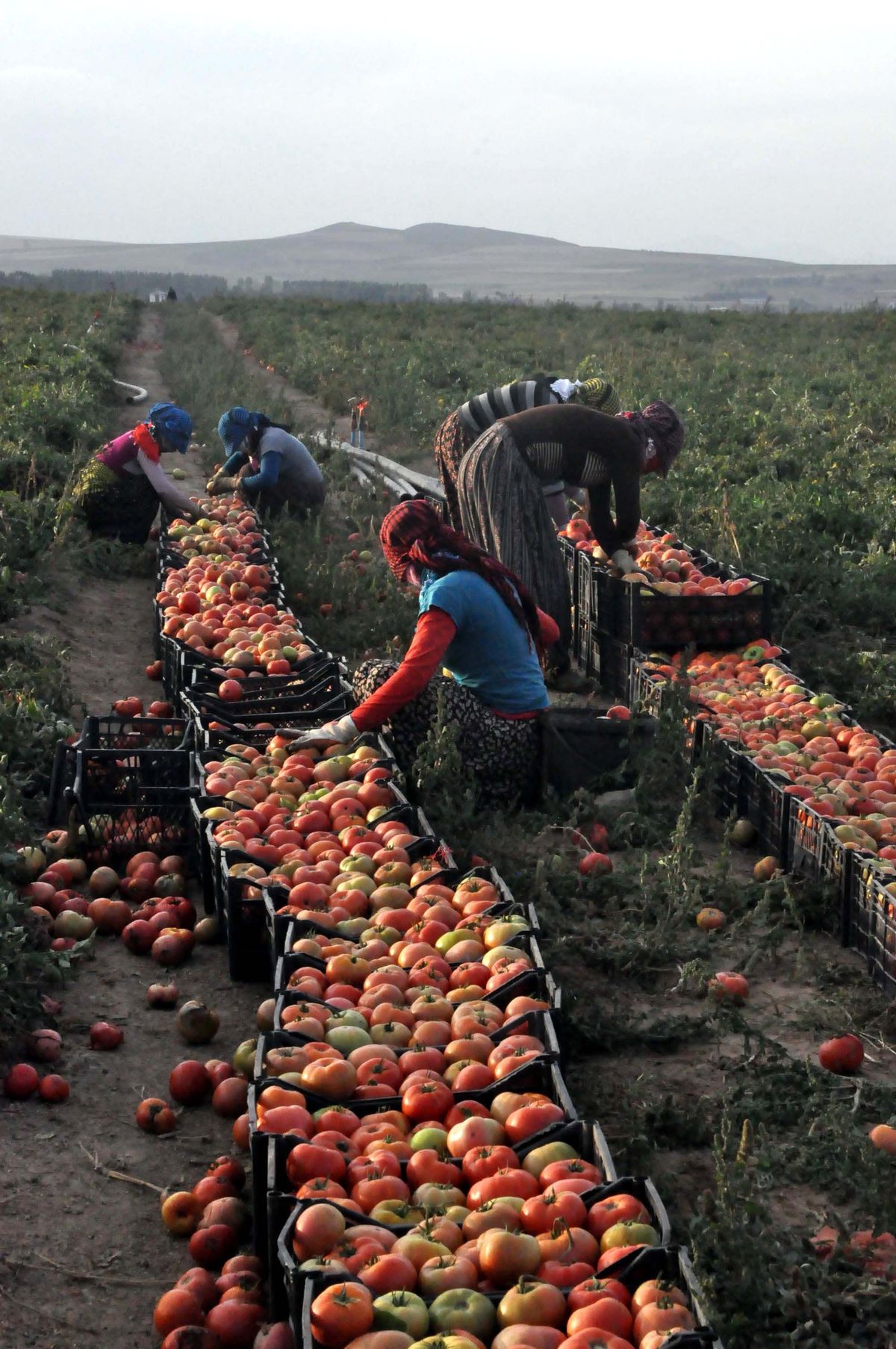 Bitlis\'te Domates Üretimi