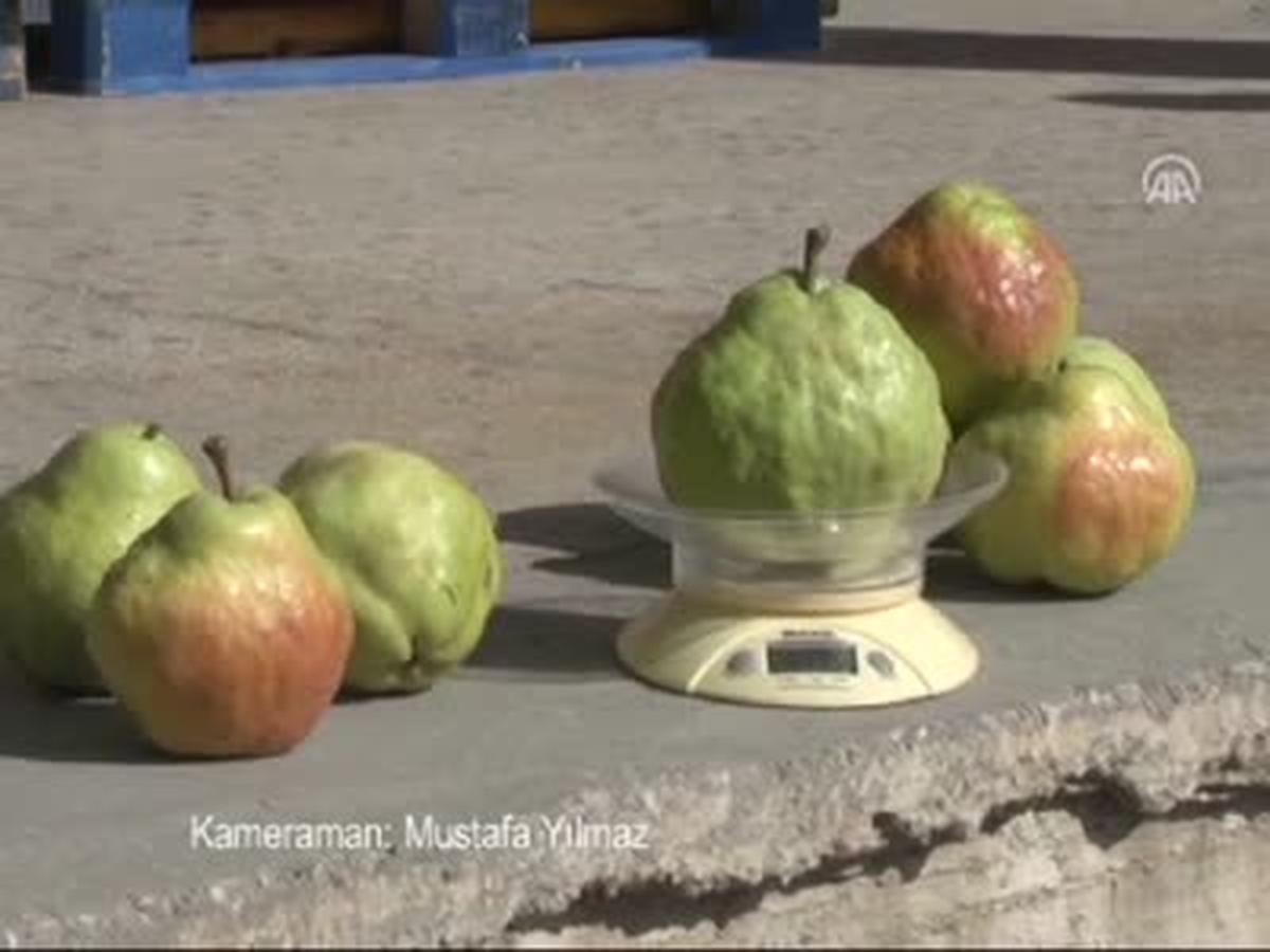 Kiloluk Armutlarda Rekolte Bolluğu