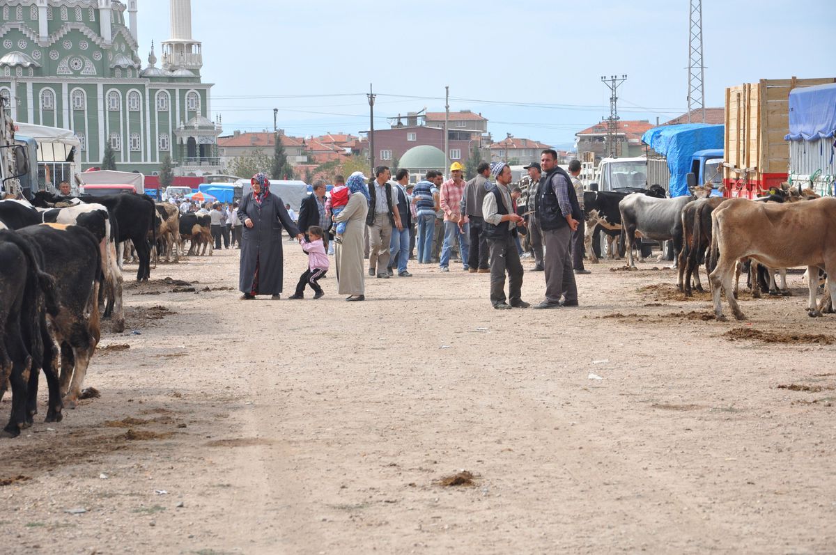 Soma\'da Kurbanlıklar Görücüye Çıktı