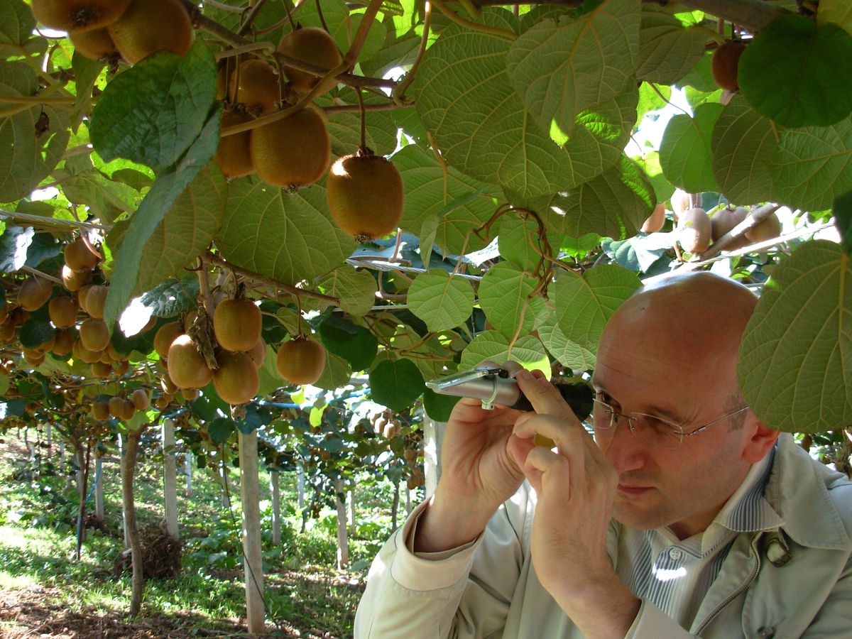 Kivide Erken Hasat Uyarısı