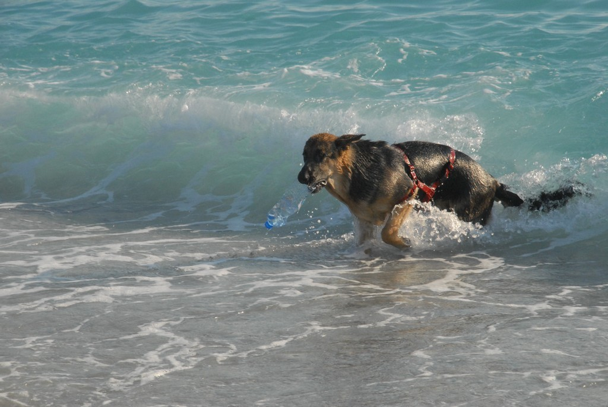 Köpeğin Deniz Keyfi