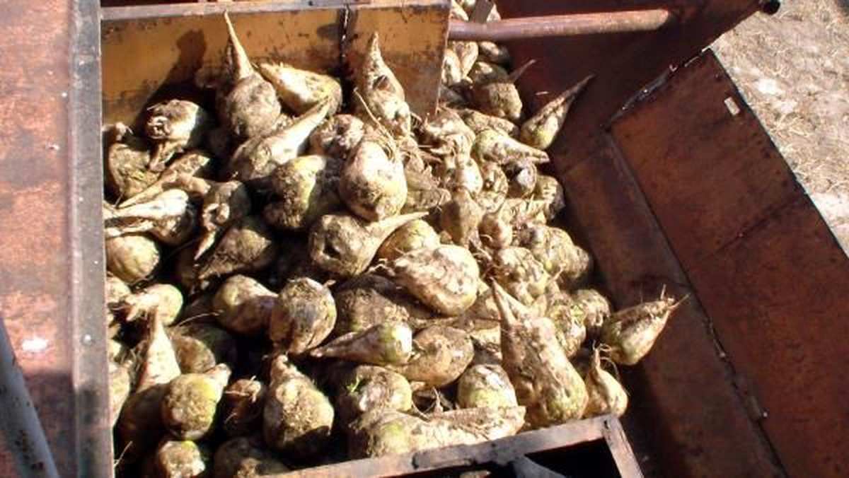 Üreticilere 100 Milyon Lira Pancar Avansı Ödenecek