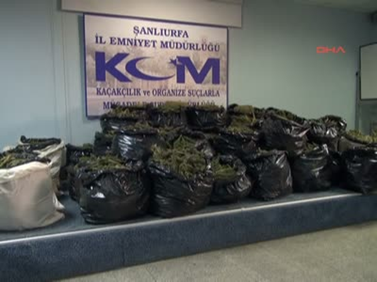 Üstü Buğday Altı Esrar Şanlıurfa\'da, Polisin Düzenlediği 2 Ayrı Operasyonda Toplam 442 Kilo Esrar...
