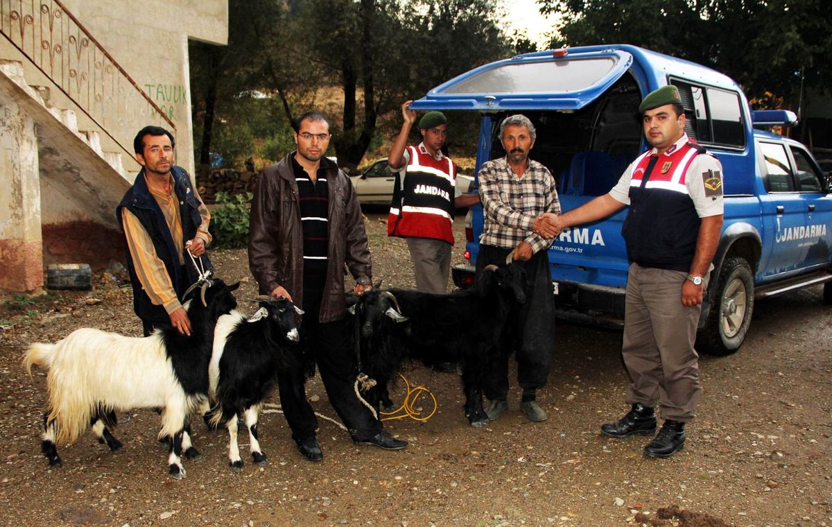 Adana\'da Hayvan Hırsızlığı Operasyonu