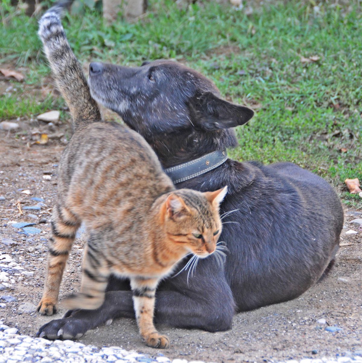 Kedi ile Köpeğin Dostluğu Görenleri Şaşırttı