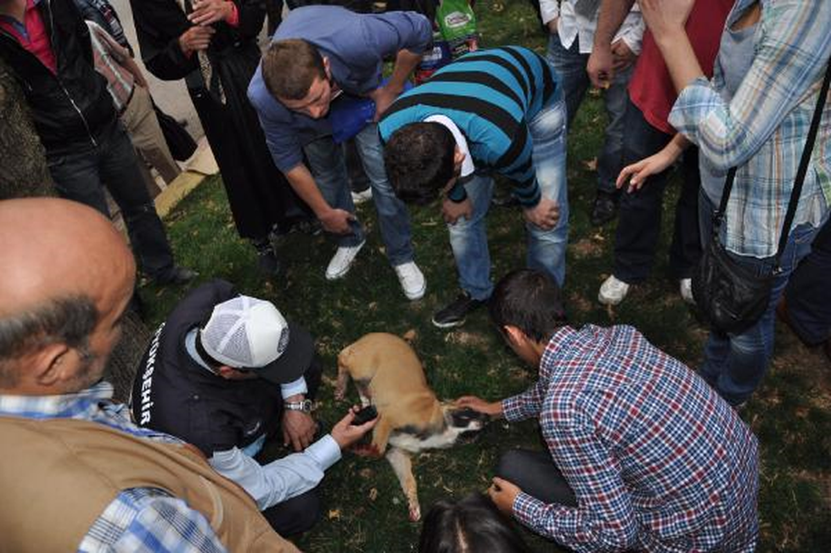 Otmobilin Çarptığı Köpeği Kurtarmak İçin Seferber Oldular