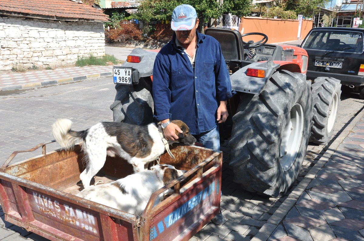 Soma\'da Köpekler Kuduz Tehlikesine Karşı Aşılandı