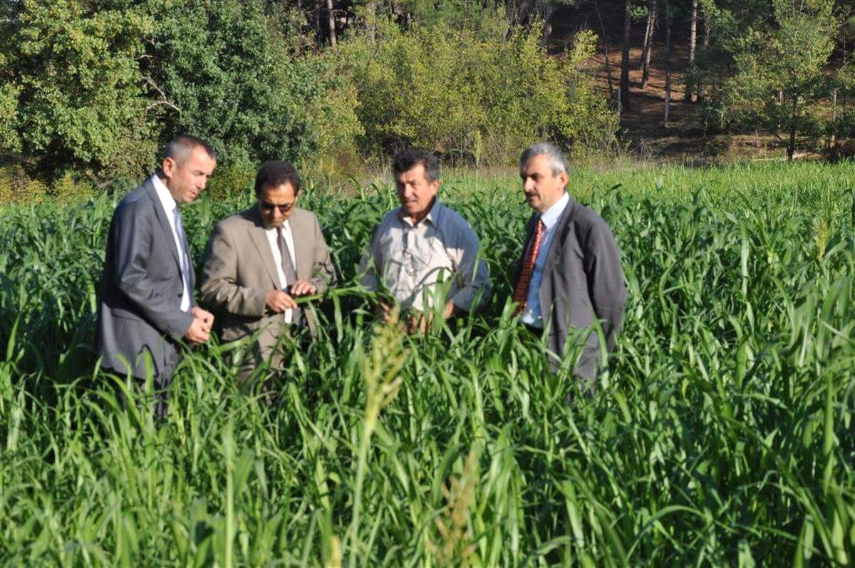 Tarım Müdürü Safranbolu\'da İncelemelerde Bulundu