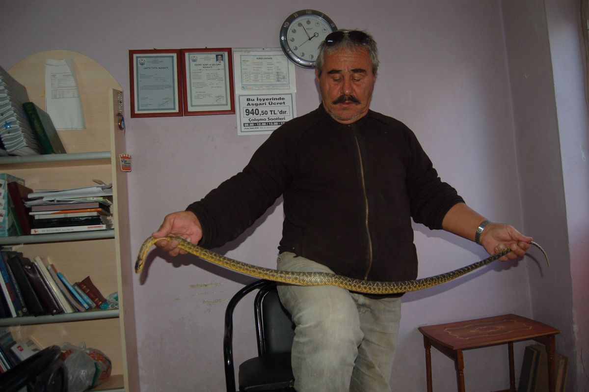 Yumurta Yiyen Yılanı Tüfekle Vurdu