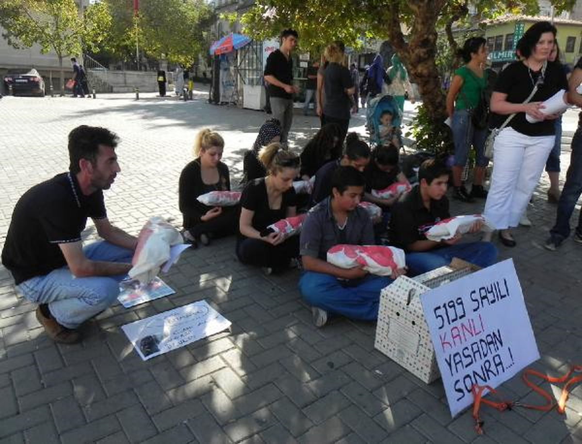 Hayvanseverlerden Oyuncak Kedili Eylem