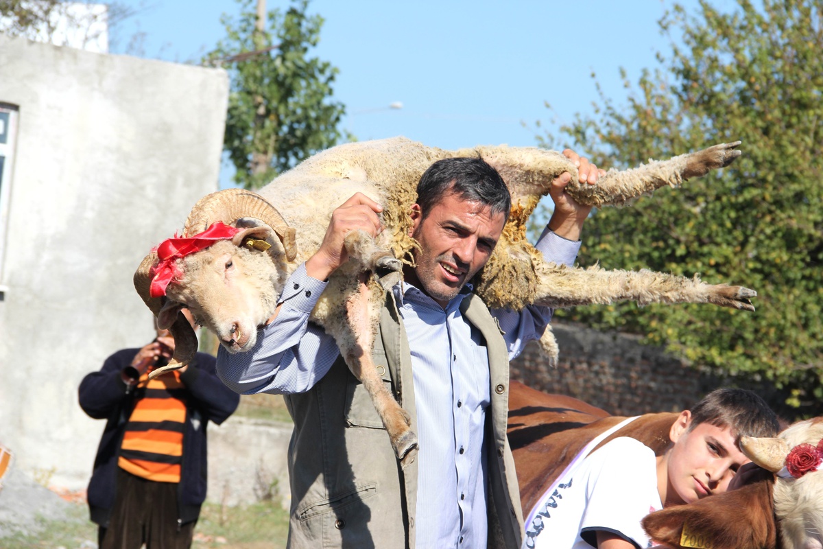 İki Boğa Alana Bir Boğa ile Üç Koç Hediye