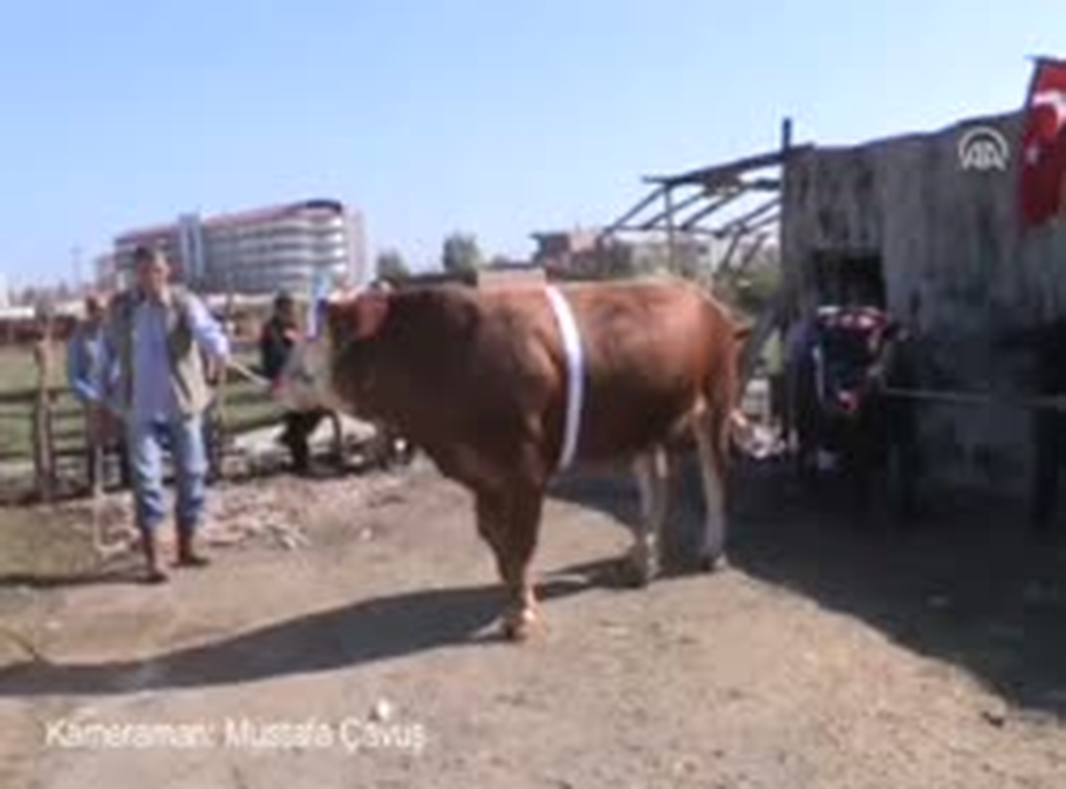 Promosyonlu Kurbanlıklar