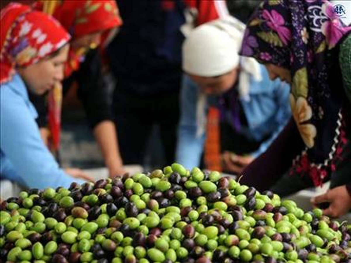 Zeytin Hasadında Ortak Talep "Destek Primi" Oldu