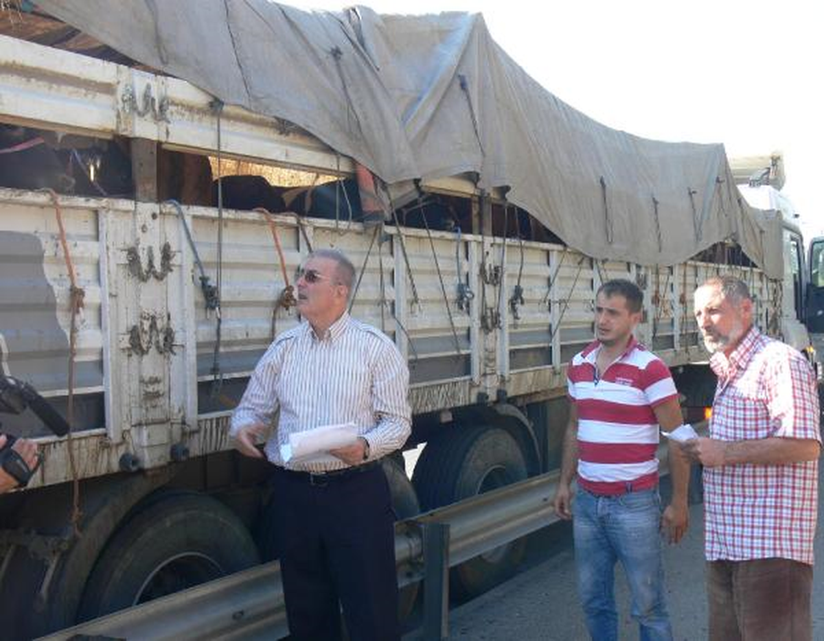Köprüden İlk Kez Kurbanlık Hayvan Geçti