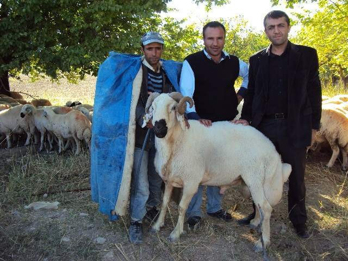 Koyun Yetiştiricilerine Koç Uyarısı