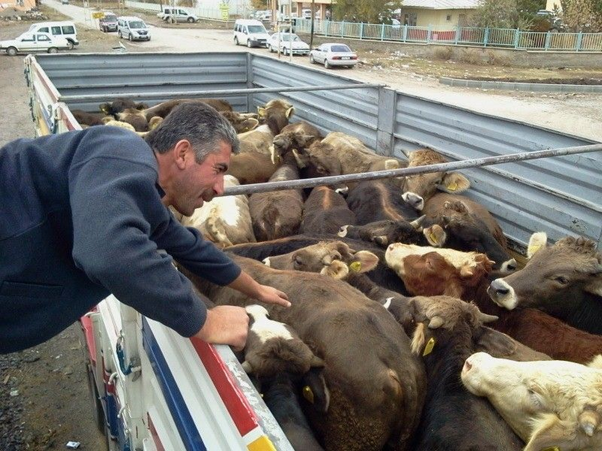 Kulak Küpesi ve Raporu Bulunmayan Hayvanlara El Konuldu