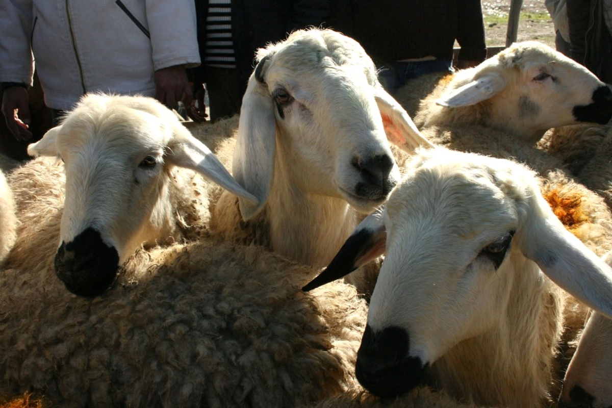 Kurban Kesim Yerleri Hazırlıkları Devam Ediyor