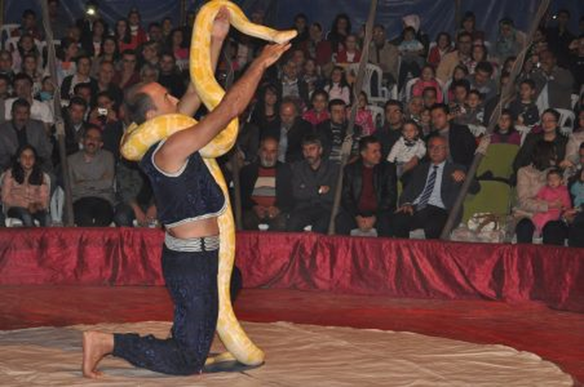 Safari Sirki Seydişehir\'de İlgi Gördü