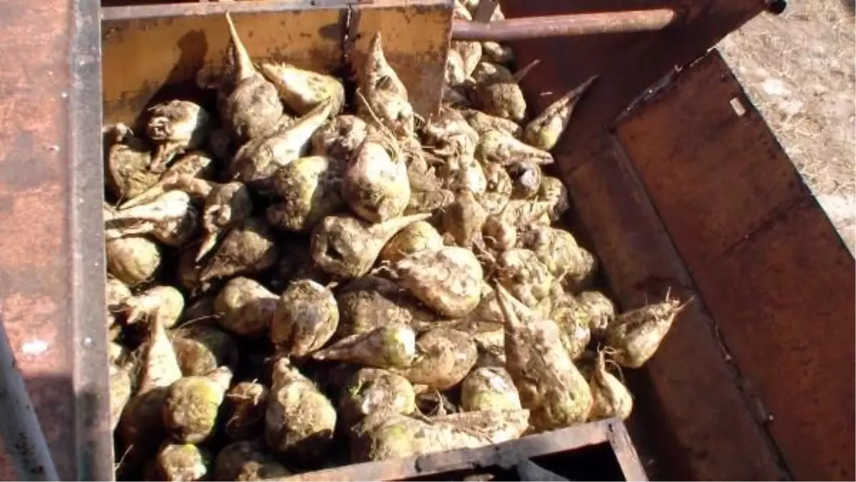 Sakarya\'da Pancar Alım Kampanyası Başladı