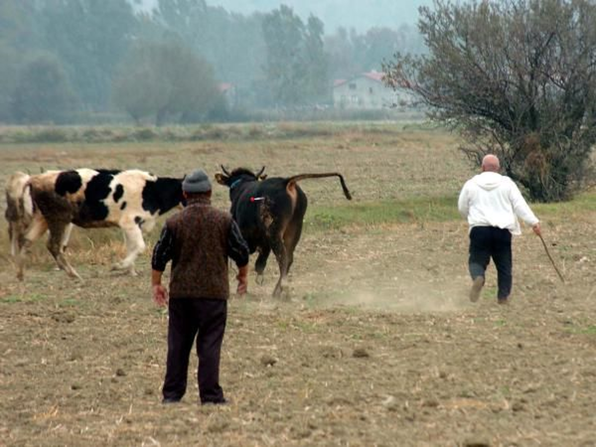Tatbikatın Ardından Kaçan Boğa Güçlükle Yakalandı