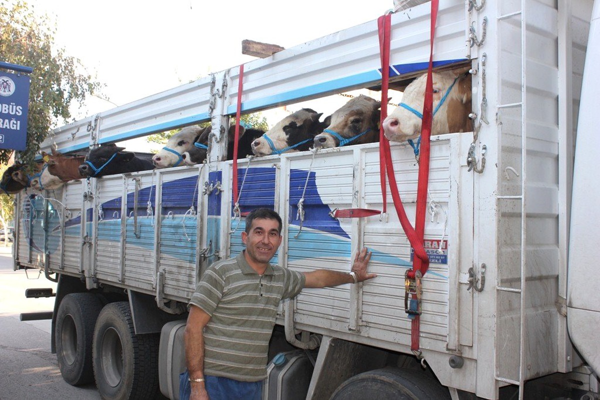 Erzincan\'dan Kurbanlık Hayvan Sevkleri Başladı