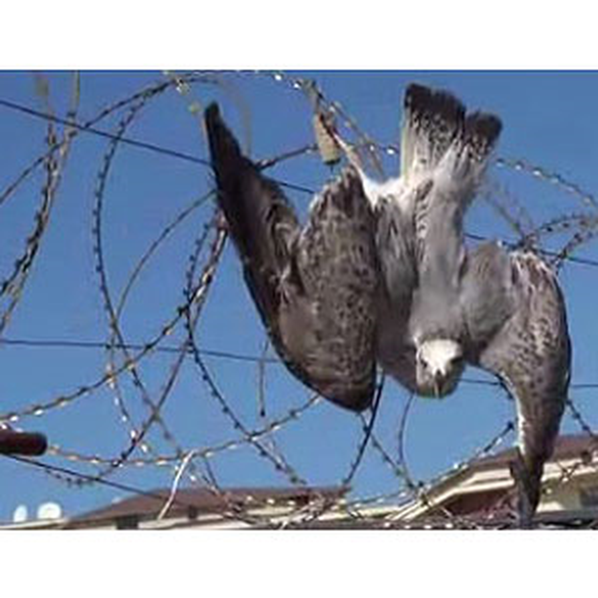 İtfaiyeden Martı Kurtarma Operasyonu