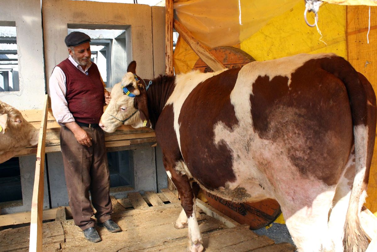 Mudanya Kurban Bayramına Hazır