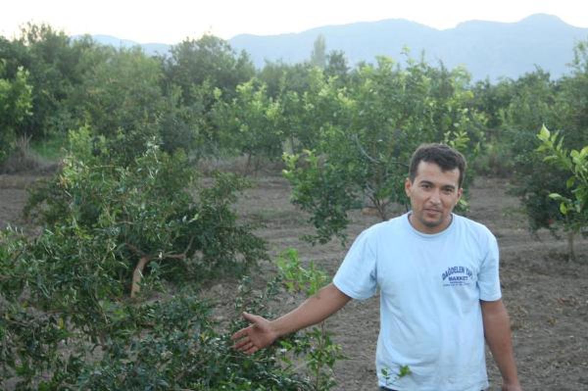 Nar Para Etmeyince Ağaçları Kesti