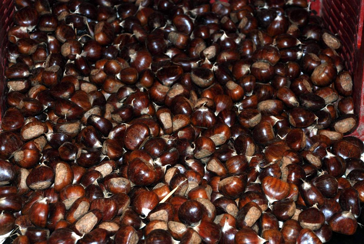 Sarıgöl\'de Kestane Hasadı Başladı