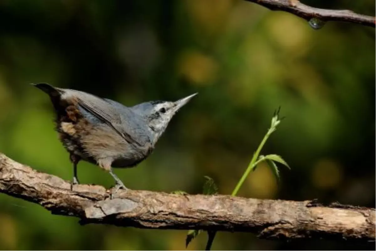1. Ulusal Fotoğraf Yarışması\'nın Ödülleri