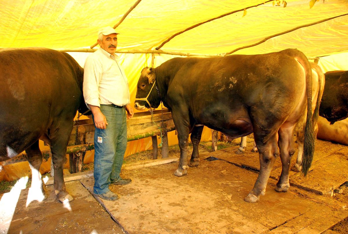 750 Kilogramlık Boğa 8 Bin Tl