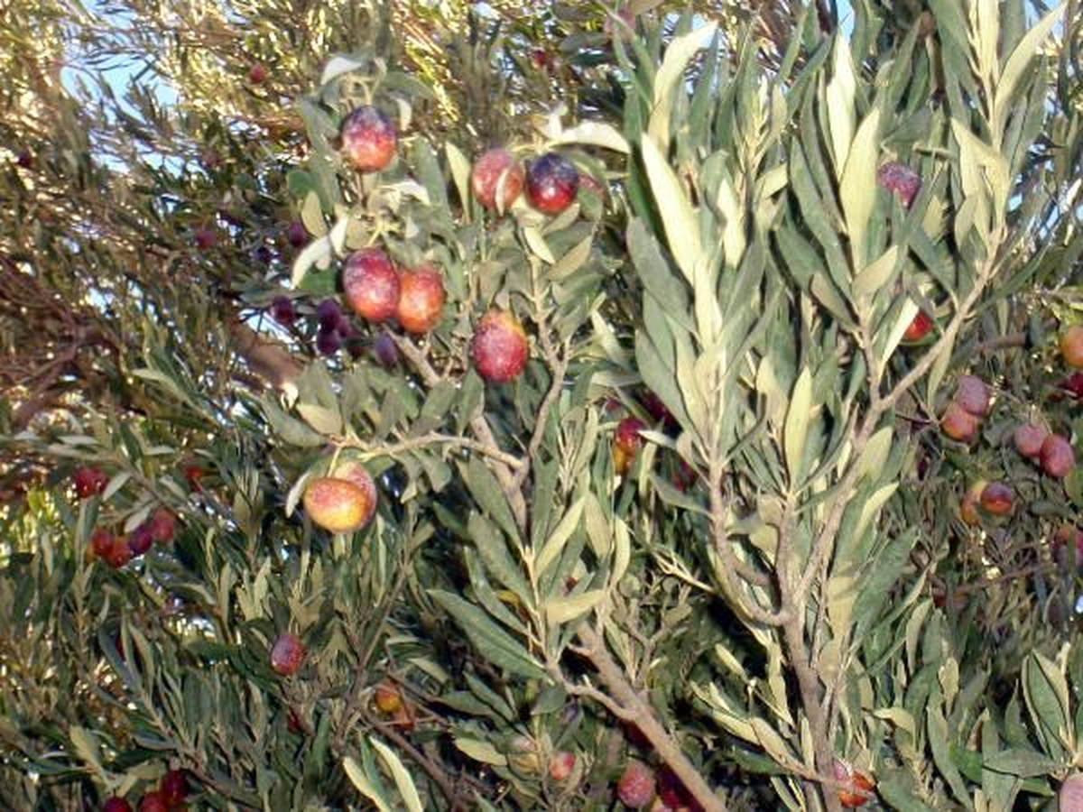 8. Zeytin Hasat Günleri