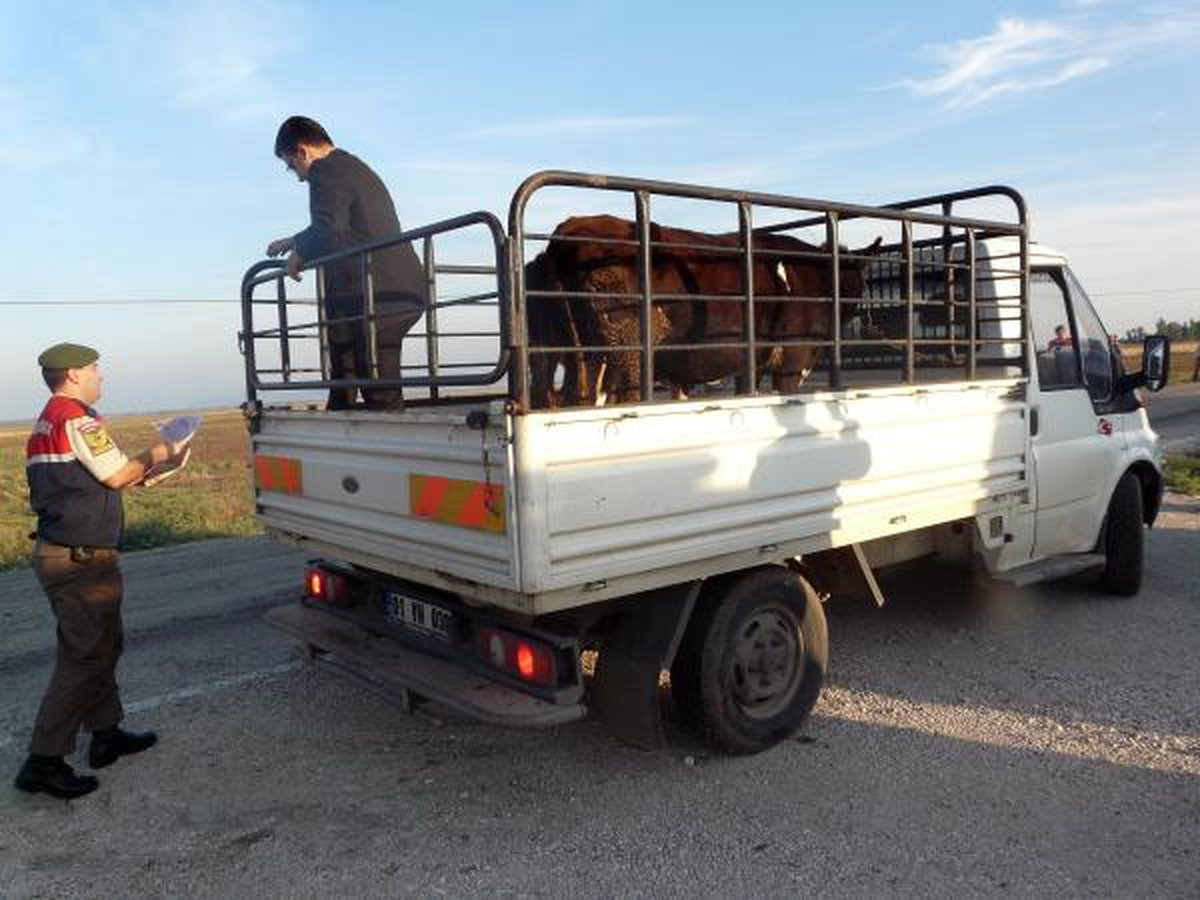 Adana\'da Çalıntı 195 Kurbanlık Ele Geçirildi