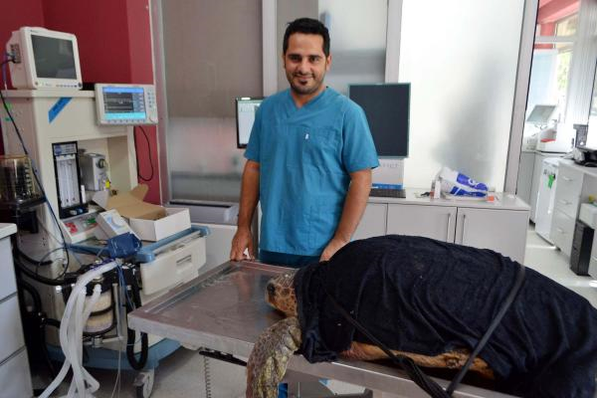Boğulan Caretta Caretta Suni Teneffüsle Kurtarıldı