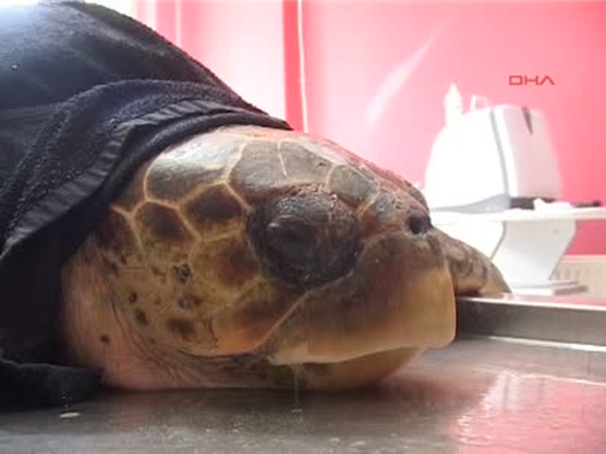 Çanakkale Boğulan Caretta Caretta Suni Teneffüsle Kurtarıldı Çanakkale\'nin Kepez Beldesi Sahilinde...