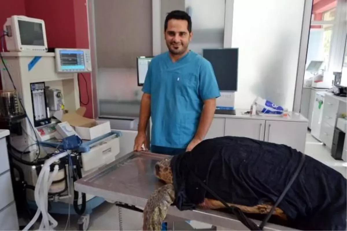 Caretta Caretta, Suni Solunum Cihazıyla Yaşama Döndürüldü