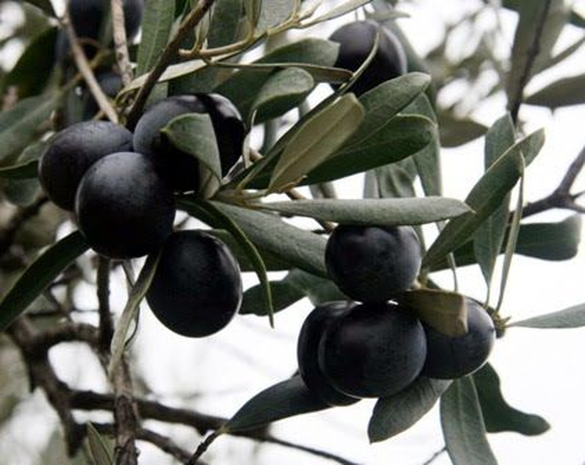 Danıştay\'dan CHP\'nin \'Zeytin\' İtirazına Ret
